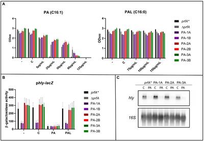 Absence of N-Acetylglucosamine Glycosylation on Listeria monocytogenes Wall Teichoic Acids Promotes Fatty Acid Tolerance by Repulsion From the Bacterial Surface